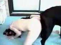 Black dog's dick got knotted to a lady's juicy wet pussy